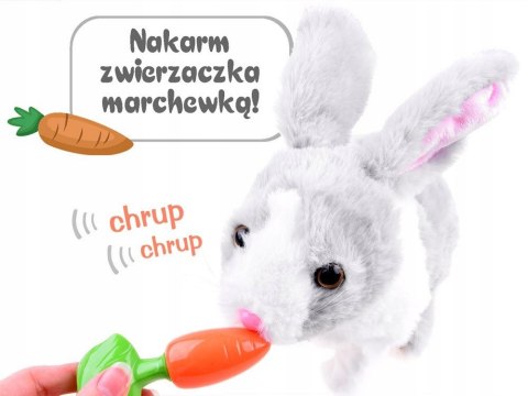 Interaktywny królik szary kica chrupie porusza się Interaktywny królik szary kica chrupie porusza się