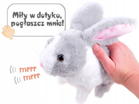 Interaktywny królik szary kica chrupie porusza się Interaktywny królik szary kica chrupie porusza się