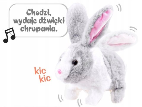 Interaktywny królik szary kica chrupie porusza się Interaktywny królik szary kica chrupie porusza się