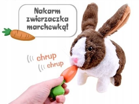 Interaktywny królik szary kica chrupie porusza się Interaktywny królik szary kica chrupie porusza się