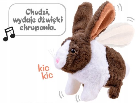 Interaktywny królik szary kica chrupie porusza się Interaktywny królik szary kica chrupie porusza się